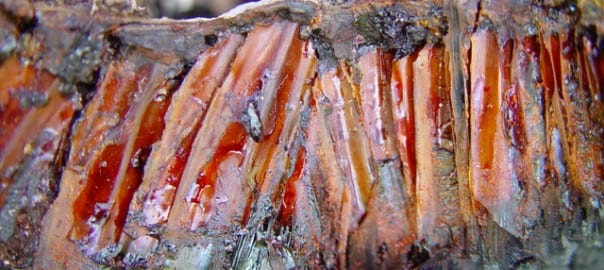 chunk of resinous blackboy husk